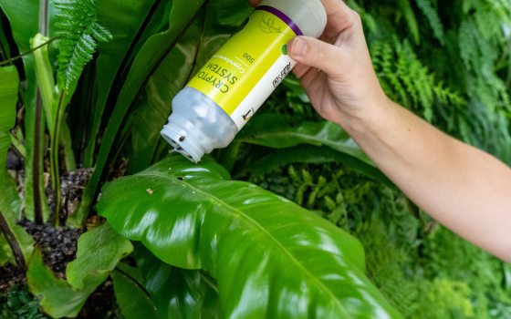 a hand sprinkling a container onto a large green leaf